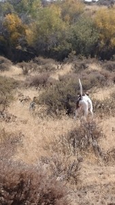 Michael Hellickson, real estate coach, hunting guide, hunting, pheasant hunt, bird hunt, William, Aug 18 2015, Cooke Canyon Hunt Club, Reds Fly Fishing, Reds, Verl Workman, Tom Ferry, Jay Kinder (15)