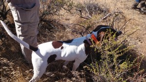 Michael Hellickson, real estate coach, hunting guide, hunting, pheasant hunt, bird hunt, William, Sept 05 2015, Cooke Canyon Hunt Club, Reds Fly Fishing, Reds, Verl Workman, Tom Ferry, Jay Kinder (18)